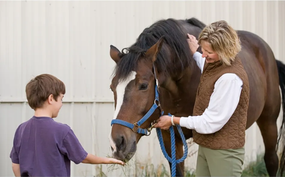 Best Practice Treating Horses With Omeprazole and Sucralfate