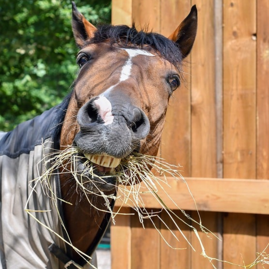 hay vs chaff for horse ulcers